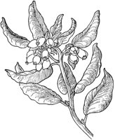 PLF219E.TIF