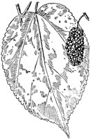 PLF219D.TIF