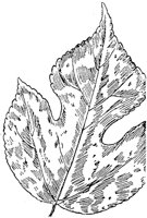 PLF219C.TIF