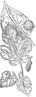 PLF219B.TIF