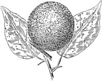 PLF219A.TIF