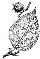 PLF218F.TIF