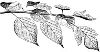 PLF218E.TIF