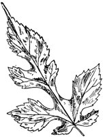 PLF218D.TIF