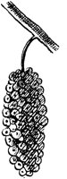 PLF218C.TIF