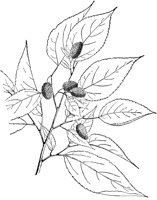 PLF218B.TIF