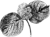 PLF217F.TIF