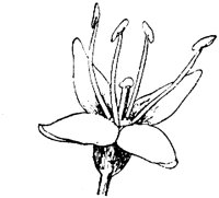 PLF217E.TIF