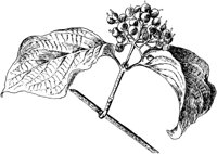 PLF217C.TIF