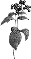 PLF217B.TIF