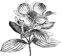 PLF217A.TIF