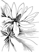 PLF216E.TIF