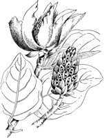 PLF216D.TIF