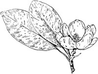 PLF216C.TIF