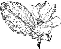 PLF216B.TIF