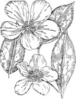 PLF216A.TIF