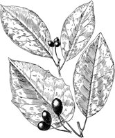 PLF215F.TIF