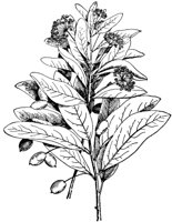PLF215D.TIF