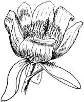 PLF215C.TIF