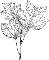 PLF215B.TIF