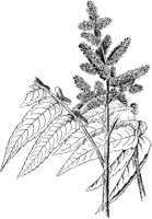 PLF214C.TIF