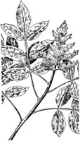 PLF214B.TIF