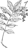 PLF214A.TIF