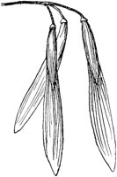 PLF213F.TIF
