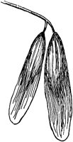PLF213E.TIF