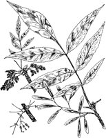 PLF213C.TIF