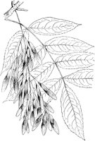 PLF213A.TIF