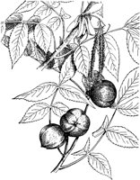 PLF212D.TIF