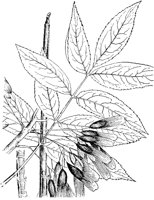 PLF212C.TIF