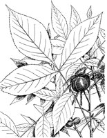 PLF212B.TIF