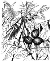 PLF212A.TIF