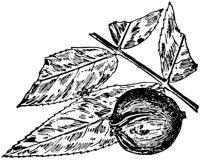 PLF211F.TIF