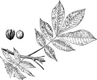 PLF211D.TIF