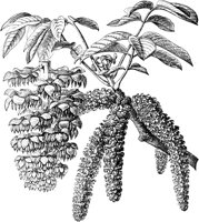 PLF211C.TIF