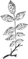 PLF211A.TIF