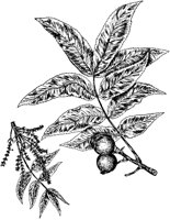 PLF210E.TIF