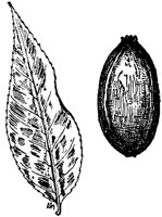 PLF210B.TIF