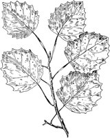 PLF209D.TIF