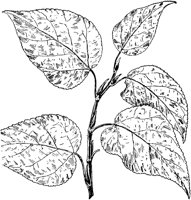 PLF209C.TIF