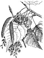 PLF209B.TIF