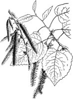 PLF209A.TIF