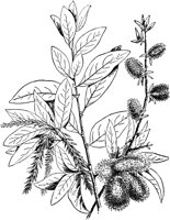 PLF208G.TIF