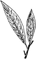 PLF208F.TIF