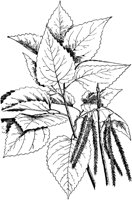 PLF208E.TIF