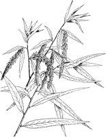 PLF208D.TIF