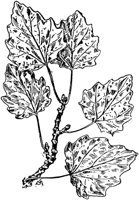 PLF208A.TIF